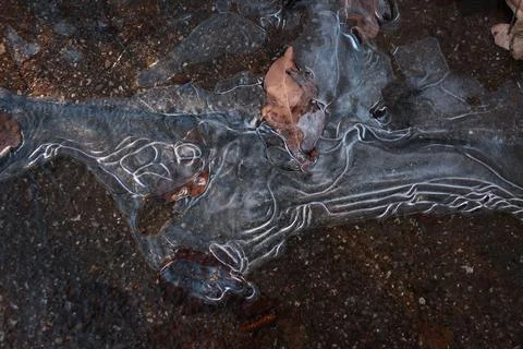 A frozen leaf is on the ground Stock Photos