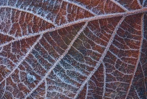 Frozen leaf with ice crystals, winter background 写真素材