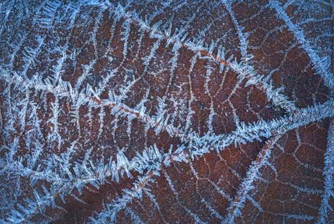 Frozen leaf with ice crystals, winter background 写真素材