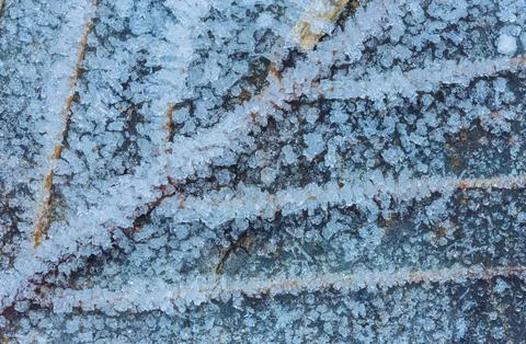 Frozen leaf with ice crystals, winter background 写真素材