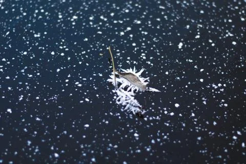 Frozen leaf on ice. Stock Photos
