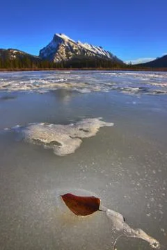 Frozen Leaf on Ice with Snow Capped Mountain and Winter Forest in Bright Su.. Stock Photos