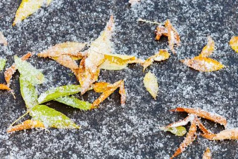 Frozen leaf litter under first snow on path Foto stock