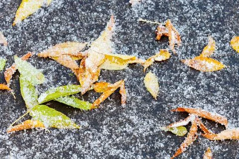 Frozen leaf litter under first snow on path frozen leaf litter under first... Foto stock