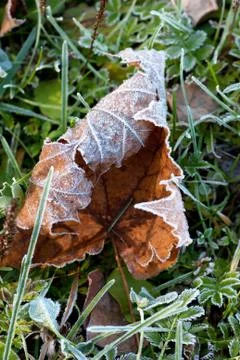 Frozen leaf Stock Photos