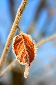 Frozen leaf Stock Photos