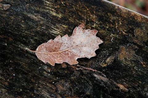 Frozen leaf Stock Photos