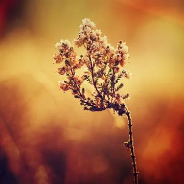 Frozen leaf Stock-Fotos