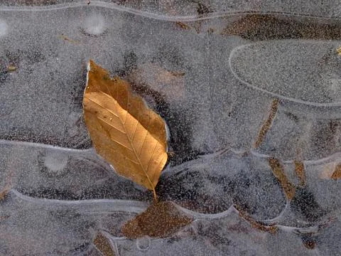 Frozen leaf Stock Photos