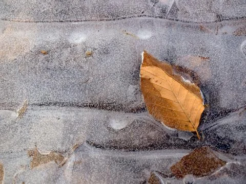 Frozen leaf Stock Photos
