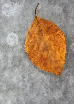 Frozen leaf Stock Photos