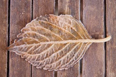 Frozen leaf Stock Photos