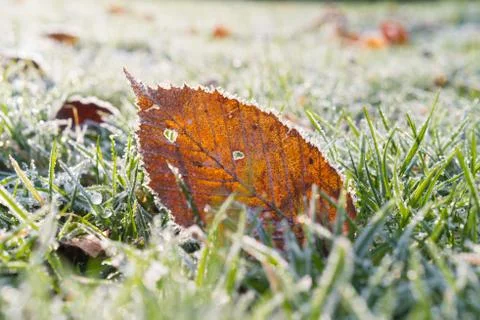 Frozen leaf Foto stock