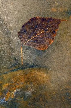 Frozen Leaf Stock-Fotos