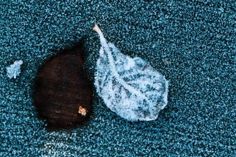 Frozen leaf Stock Photos