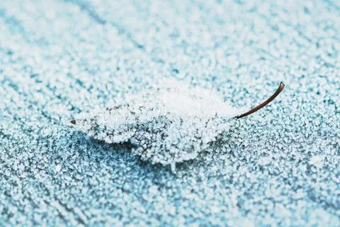 Frozen leaf Stock Photos