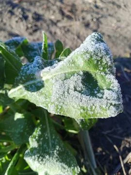 Frozen leaf Foto stock