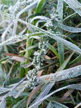 Frozen leaf Foto stock