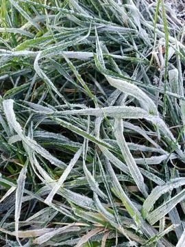 Frozen leaf 스톡 사진