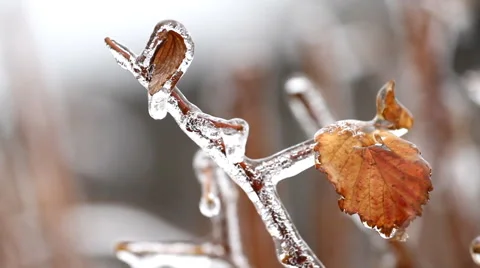 Frozen Leaf of a raspberry Stock-Footage 44137779