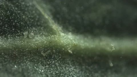 Frozen leaf of a tree macro Stock Footage 192396024