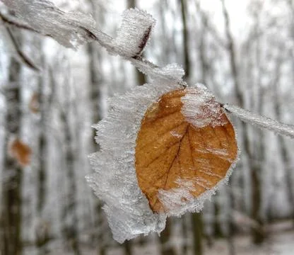 Frozen leaf on a tree Stock Photos