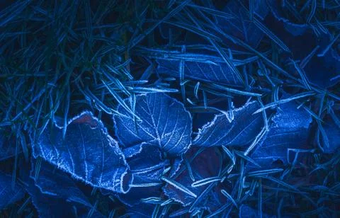 Frozen leafs background with ice crystals, deep blue color background 写真素材