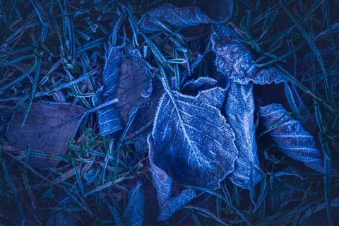Frozen leafs background with ice crystals, deep blue color background 写真素材