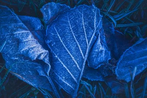 Frozen leafs background with ice crystals, deep blue color background 写真素材