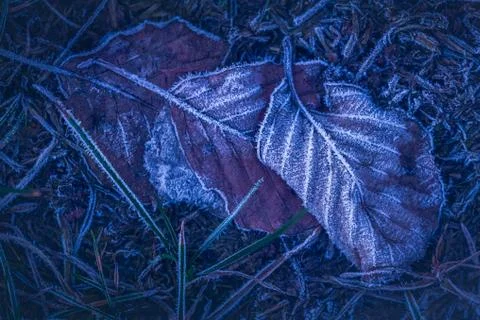 Frozen leafs background with ice crystals, deep blue color background 写真素材