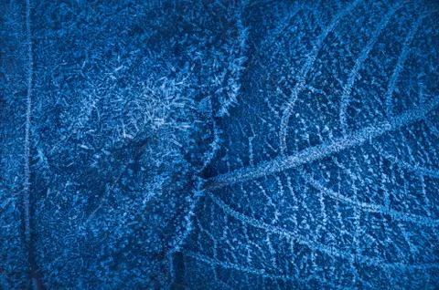 Frozen leafs background with ice crystals, deep blue color background 写真素材