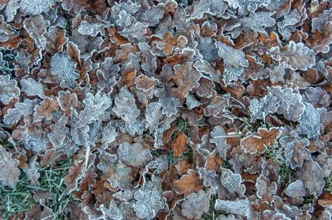Frozen leafs on the ground in the winter Stock Photos