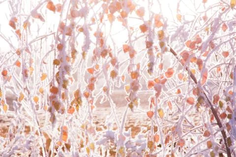 Frozen leafs Stock Photos