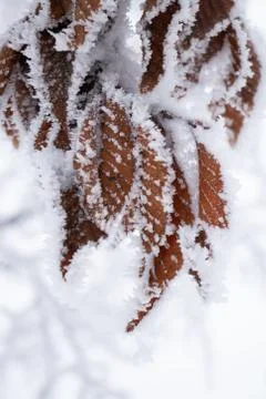 Frozen leafs, white winter background Foto stock