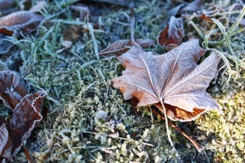 Frozen leave Stock Photos