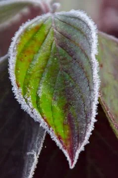 A frozen leave Stock Photos