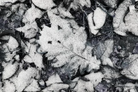 Frozen leaves as the background. Foto stock