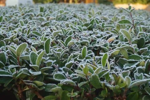 Frozen Leaves Background Texture 写真素材