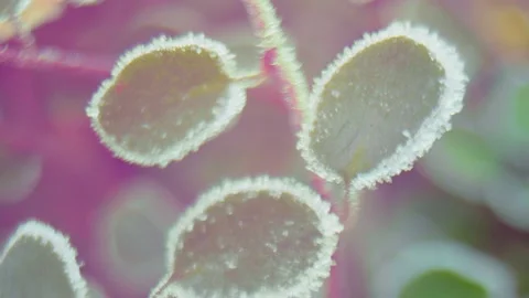 Frozen Leaves on Colorful Background Macro Stock Footage 143570798