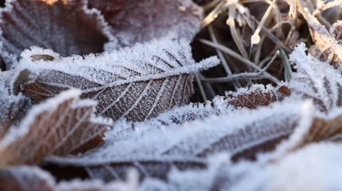 Frozen leaves Vídeo Stock 32738348
