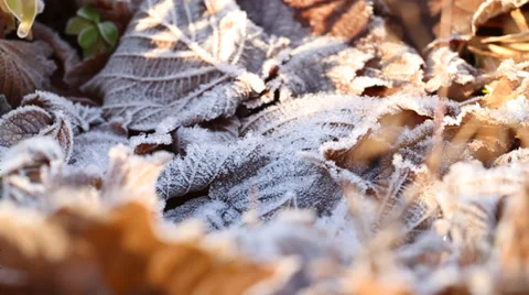 Frozen leaves Vídeo Stock 32739008