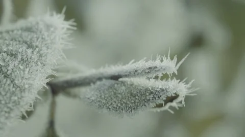 Frozen leaves Stock Footage 83780809