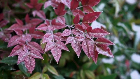 Frozen leaves Stock Footage 83793245