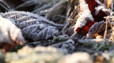 Frozen leaves on grass Vídeo Stock 32738405