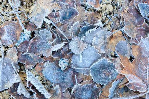 Frozen leaves on ground Stock Photos