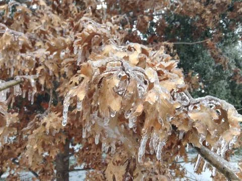 Frozen leaves 写真素材