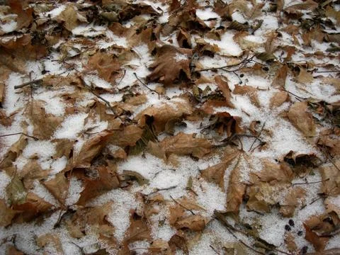 Frozen leaves Stock Photos