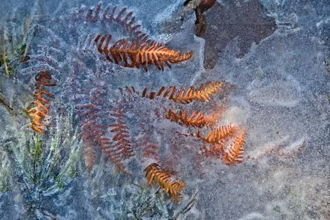 Frozen leaves Stock Photos