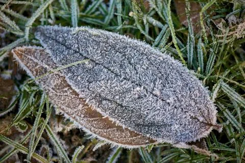Frozen Leaves Stock Photos