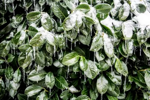 Frozen leaves Foto stock